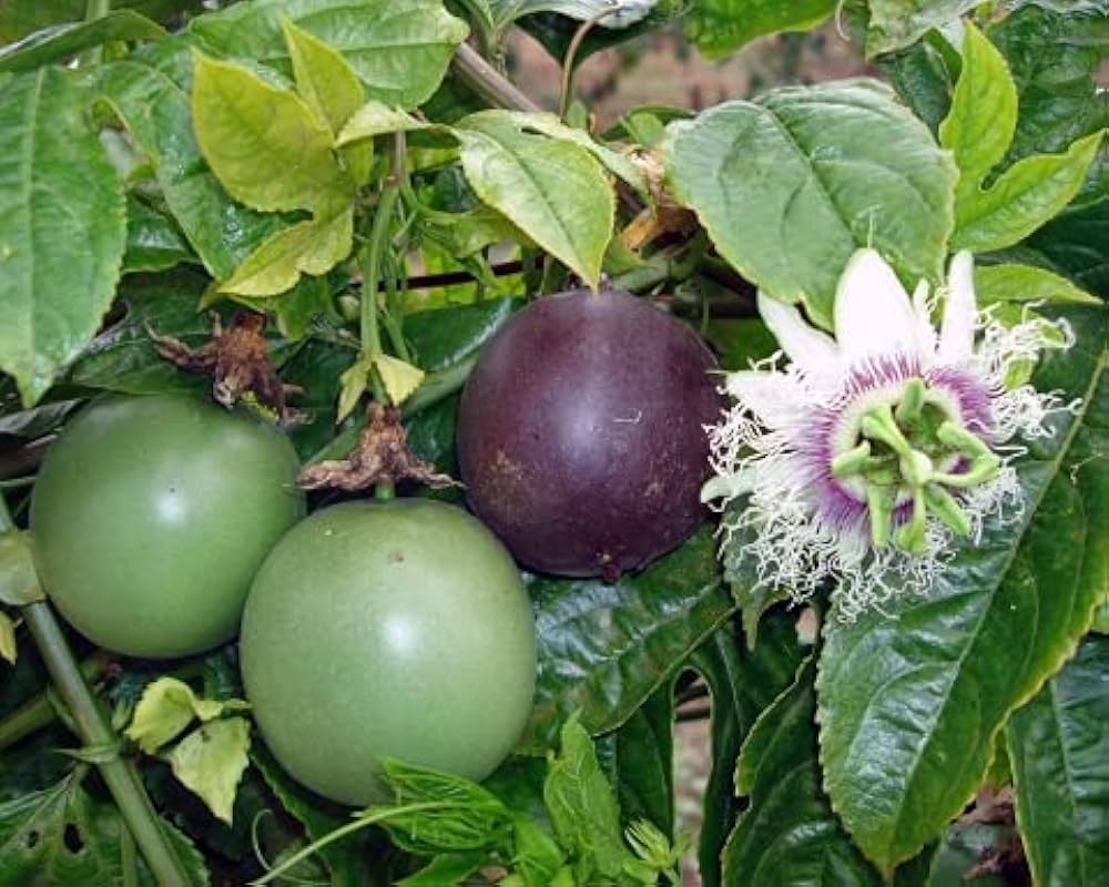 Exotic Passionfruit seeds (Purple Passiflora Edulis) growing into climbing vines with deep purple, fragrant fruit and intricate flowers